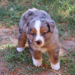 Toy Australian Shepherd Puppies from Mobley Ranch Toy Aussies