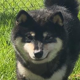 Roo - Shiba Inu