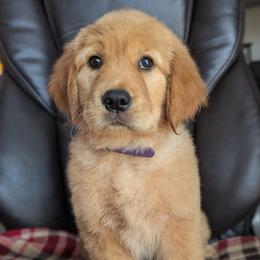 Purple Girl- Cleo - Golden female Golden Retriever puppy in Troy, Texas from R&R Goldens