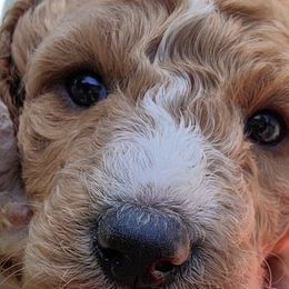 Goldendoodle Puppies from Americana Paws