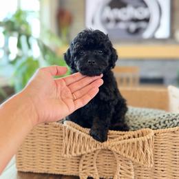 B u z z    ( teddy bear) - Phantom male Poodle puppy in Hooper, Utah from Anchor Dogs