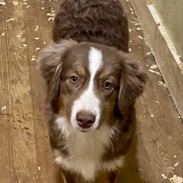 Girl1 - Red tri-color female Miniature American Shepherd puppy in Harmony, North Carolina from Carolina Pride Aussies