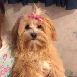 Penny - Havanese