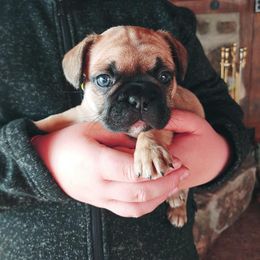 French Bulldog Puppies from Windy Ridge French Bulldogs