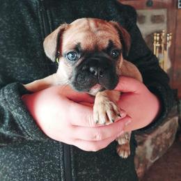 French Bulldog Puppies from Windy Ridge French Bulldogs