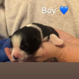 Boy two - Black & white male Miniature Australian Shepherd puppy in Colbert, Georgia from Deep South Aussie's