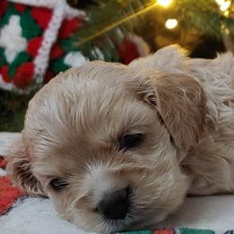 Cocker Spaniels from Dream Catcher Cockers