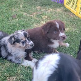 Australian Shepherd Puppies from Winsome Aussies