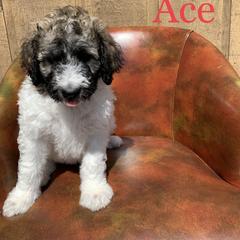 Double Doodle, Goldendoodle, and Pyredoodle Puppies from Little Muddy Doodles