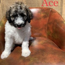 Double Doodle, Goldendoodle, and Pyredoodle Puppies from Little Muddy Doodles