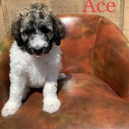 Double Doodle, Goldendoodle, and Pyredoodle Puppies from Little Muddy Doodles