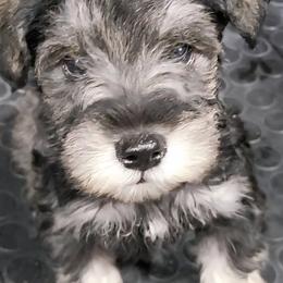 Junie AKC - Salt and pepper male Miniature Schnauzer puppy in Las Vegas, Nevada from Byrd's House