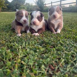 Nutmeg - White and red female Border Collie puppy in Centerton, Arkansas from Chappell Breeding