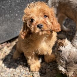 Lilly - Red female Cavapoo puppy in Woodridge, New York from Woodland poodles and Cavapoos