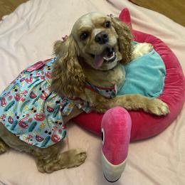 Cocker Spaniel All Grown Up from Trulove Cocker Spaniels