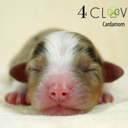 Cardamom - Red merle female Miniature American Shepherd puppy in Carlisle, Pennsylvania from 4 Clovers Kennel