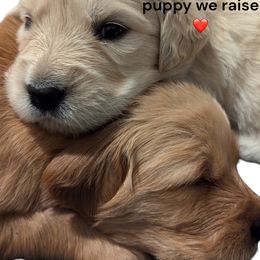 Golden Retriever Puppies from Family Loved Golden Retrievers