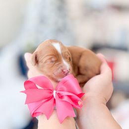 Girl 1 - Red  female Goldendoodle puppy in Ontario, California from Teddy Doodles & Standard Poodles