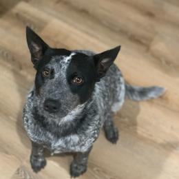 Australian Cattle Dog puppies from Quarter Acre Farms