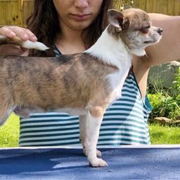 Robin - Chihuahua