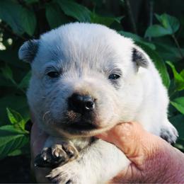 Axel - Blue male Australian Cattle Dog puppy in Redding, California from Macushla Kennel