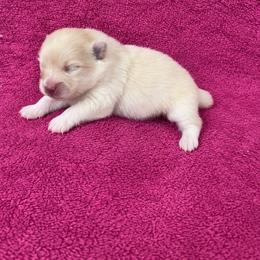 Teddy - Cream male Pomeranian puppy in Edinburg, Texas from Divine Valley Poms