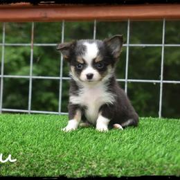 Beau - Black and tan male Chihuahua puppy in Demorest, Georgia from Sourpatch Chihuahuas