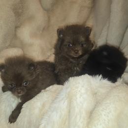 Pomeranian puppies from Pacific Northwest Pomeranians