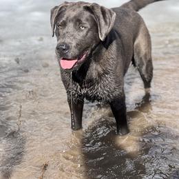 Rell - Labrador Retriever
