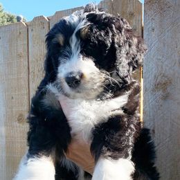 Bernedoodles and Goldendoodles from Growing Up Doodles
