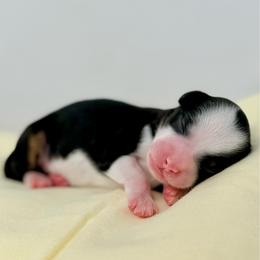 Sunny - Black tri-color female Aussiedoodle puppy in Sterling, Colorado from North 40 Doodles
