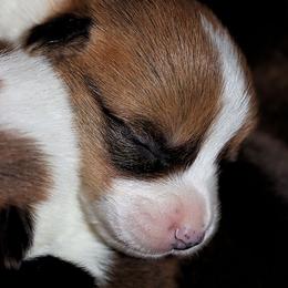 Pembroke Welsh Corgi Puppies from Northwynd Corgis