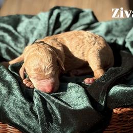 Ziva - Apricot female Poodle puppy in Brooksville, Florida from Ariella Standard Poodles & Chinese Cresteds