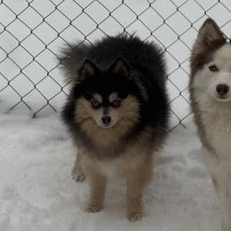 Pomskies from OG's Pomskies