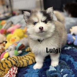 Luigi - Merle male Pomsky puppy in Scandinavia, Wisconsin from Bonnie’s Little Fluffys