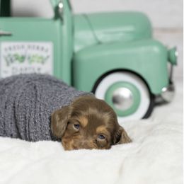 Dachshund Puppies from Saginaw Dachshunds