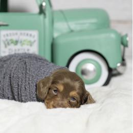 Dachshund Puppies from Saginaw Dachshunds