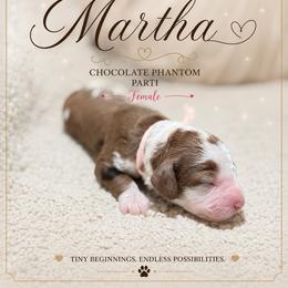 Martha - Tri-color female Australian Labradoodle puppy in Taylor, Michigan from Mi Best Doodle Ever, LLC