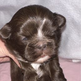 Godiva - Chocolate female Shih Tzu puppy in Phillipsburg, New Jersey from Debilyn’s Shih Tzu’s