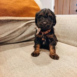 Beau - Black phantom male Aussiedoodle puppy in Tryon, North Carolina from Melrose Mountain Farm