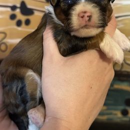 Girl 1 - Red tri-color female Aussiedoodle puppy in Hillsboro, Illinois from Perfect Paws Puppies