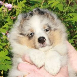 Shetland Sheepdog Puppies from Honeyhill shelties