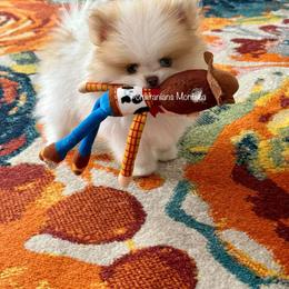 Pomeranian Puppies from Pomeranians Montana