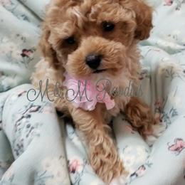 Poodle Puppies from M & M Poodles