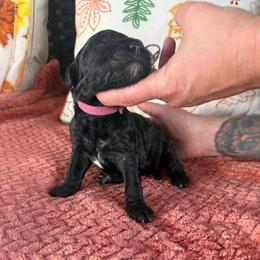 Bonnie - Black female Goldendoodle puppy in Petersburg, West Virginia from Wv Diva Doodles