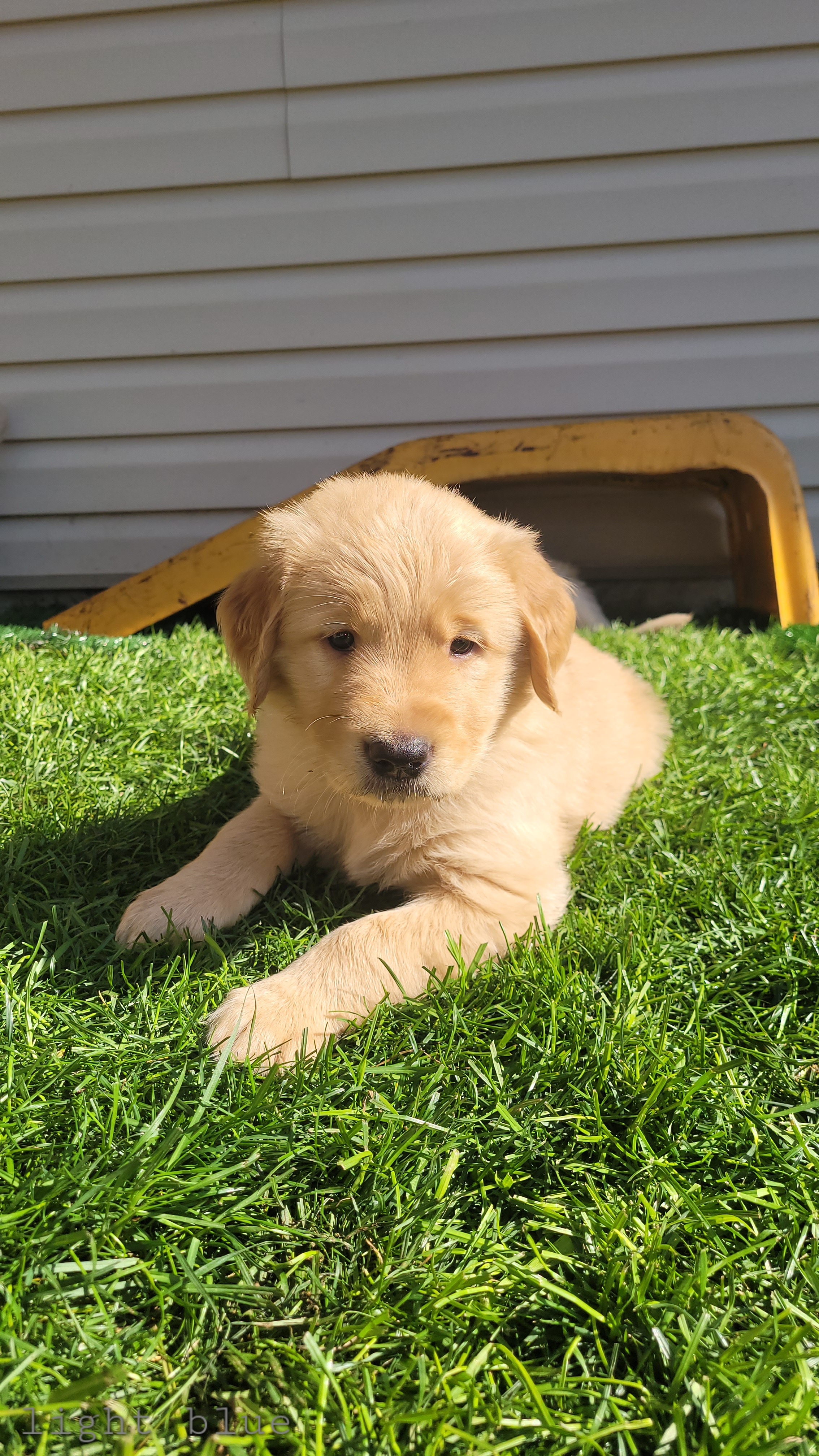Golden Retriever Puppies from Middlecreek Goldens