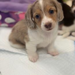 Sage - Piebald female Dachshund puppy in Duncanville, Alabama from Bear Creek Dachshunds