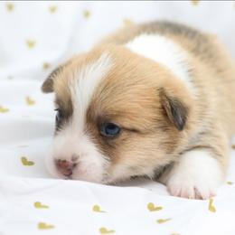 Iris - Red female Pembroke Welsh Corgi puppy in Plains, Montana from Diamond Corgis