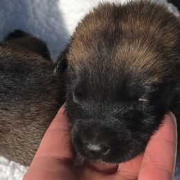 Belgian Malinois from Top Dogs