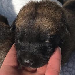 Belgian Malinois from Top Dogs